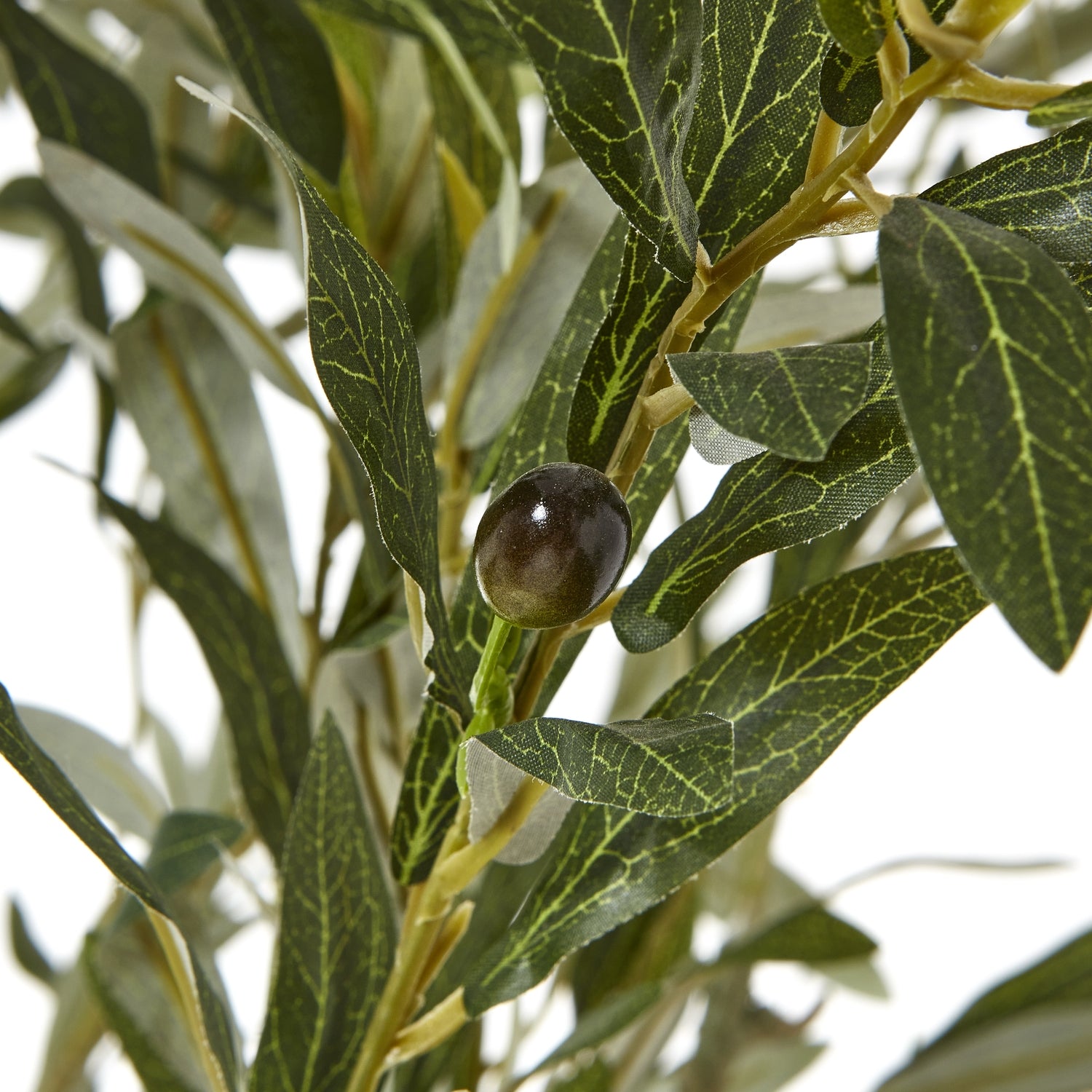 Apulia Olive Tree In White Pot 210cm